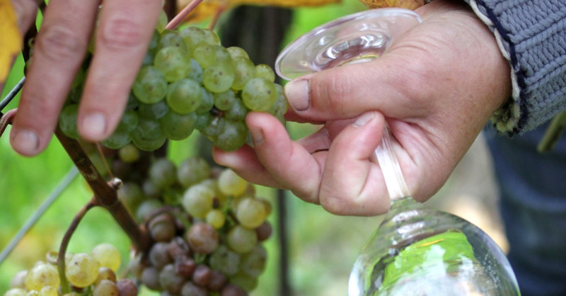 Winzer, Weinlese, Weintrauben, Wein, Herbst, Reben, © Pixabay (Symbolbild)