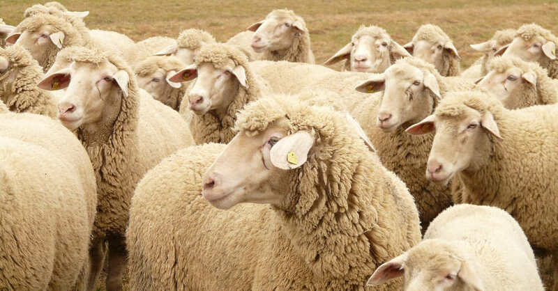 Schafe, Schafherde, Wolle, Nutztiere, Landwirtschaft, © Pixabay (Symbolbild)