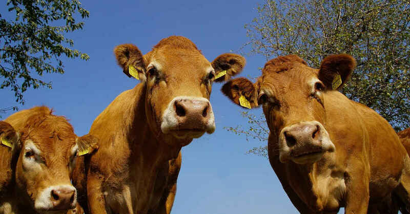 Rinder, Kuh, Kühe, Herde, Weide, © Pixabay (Symbolbild)