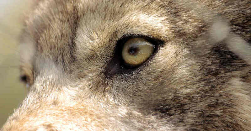 Wolf, Augen, Raubtier, Wölfe, Rudel, © Pixabay (Symbolbild)