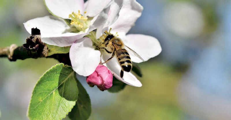 Biene, Apfelbaum, Blüte, Pollen, Obst, Streuobstwiese, © Pixabay (Symbolbild)