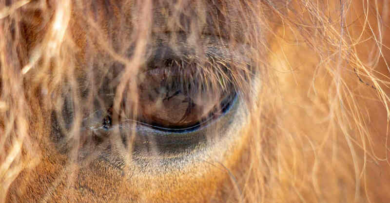 Pferd, Koppel, Augen, Tier, Stall, © Pixabay (Symbolbild)