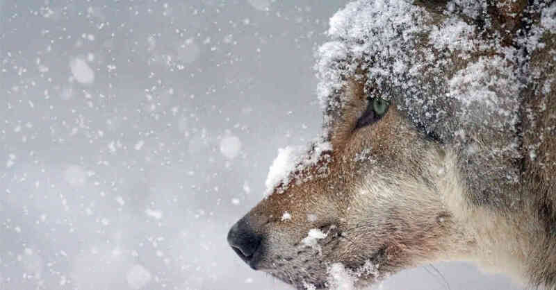 Wolf, Wolfshund, Raubtier, Schnee, Winter, © Pixabay (Symbolbild)