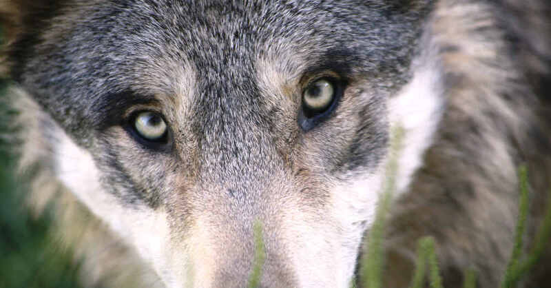 Wolf, Wolfshund, Augen, Raubtier, © Pixabay (Symbolbild)
