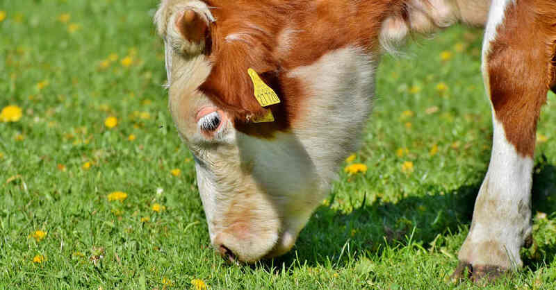 Kalb, Kälbchen, Kuh, Kühe, Rind, Gras, Weide, Landwirtschaft, Viehhaltung, © Pixabay (Symbolbild)