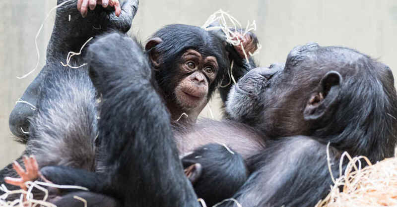 Menschenaffen, Affen, Primaten, Schimpansen, Zoo Basel,  Zoo, Zolli, Basel, © Zoo Basel (Archivbild)
