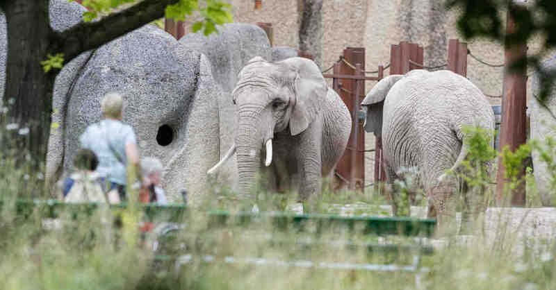 Zoo, Basel, Zolli, Schweiz, Elefanten, Gehege, Tiere, © Zoo Basel