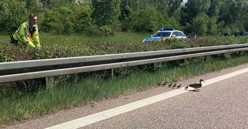 Entenfamilie, Enten, Vögel, Autobahn, A5, Sperrung, Polizei, Rettung, Tiere, © Polizeipräsidium Freiburg