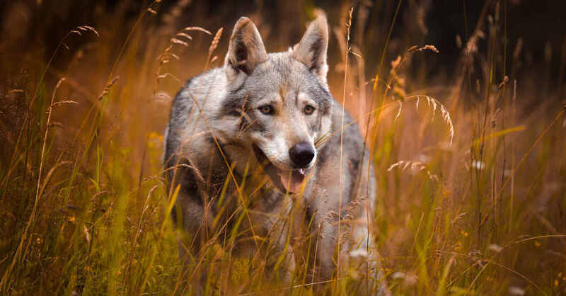 Wolf, Wild, Wildtier, Wiese, Gras, Wald, Schwarzwald, © Pixabay (Symbolbild)