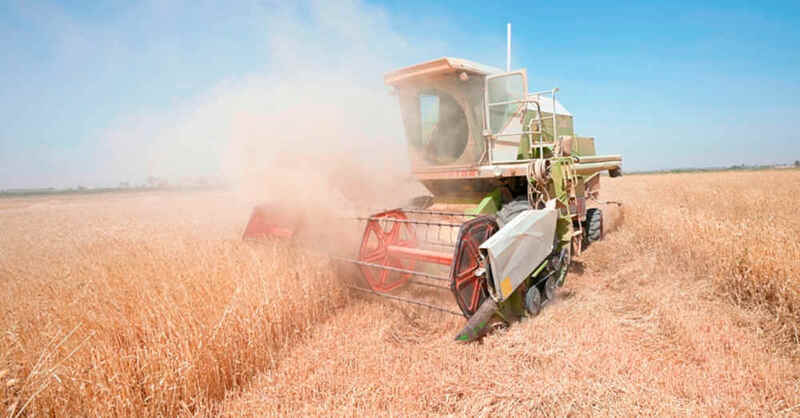 Getreide, Ernte, Feld, Landwirtschaft, Getreideernte, Ernährung, Vollernter, Erntemaschine, Weizen, © Hadi Mizban - AP / dpa (Symbolbild)