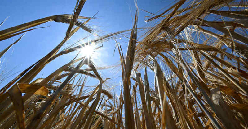 Korn, Getreide, Weizen, Ernte, Dürre, Trockenheit, Hitze, Sommer, Sonne, Feld, Acker, Landwirtschaft, © Bernd Weißbrod - dpa (Symbolbild)