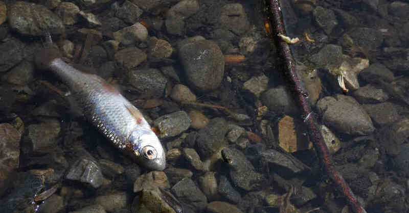 Gewässer, Fisch, tot, Fischsterben, Wasser, Fluss, Bach, © Pixabay (Symbolbild)