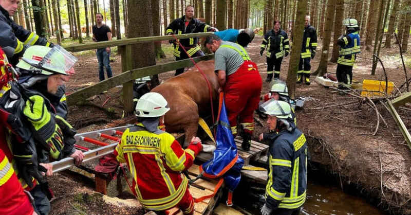 Feuerwehr, Bad Säckingen, Murg, Wald, Pferd, Brücke, Rettungsaktion, Rettung, Tierrettung, © Feuerwehr Bad Säckingen / dpa