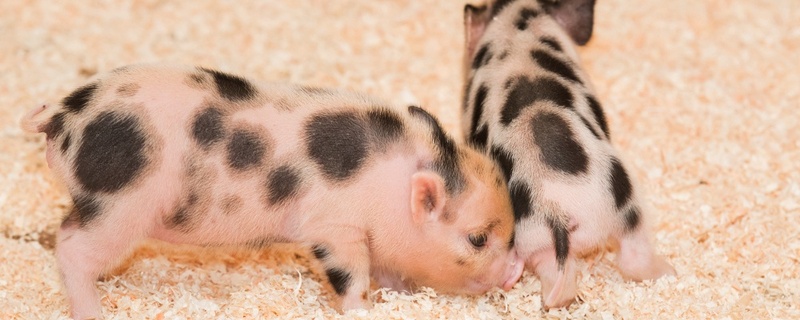 Minipig, Ferkel, Schwein, © Zoo Basel