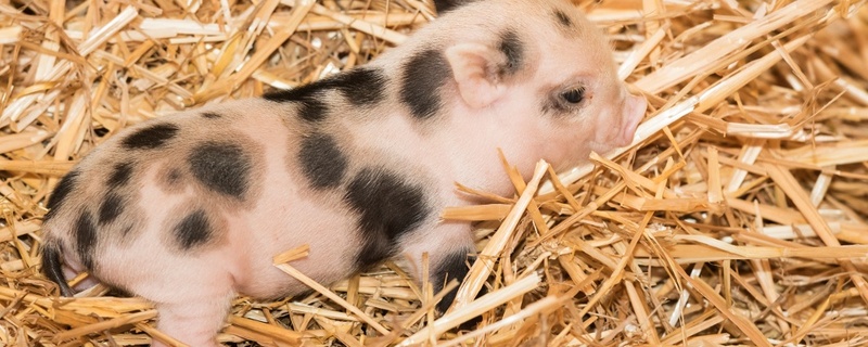 Minipig, Ferkel, Schwein, © Zoo Basel