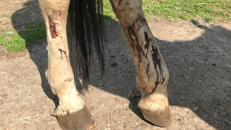 Pferdeschänder, Pferd, Verletzungen, © baden.fm