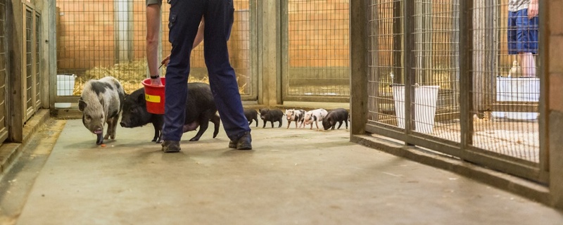 Ferkel, Minipig, Schweinchen, © Zoo Basel