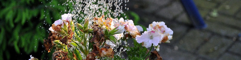 Blumen gießen, Gieskanne