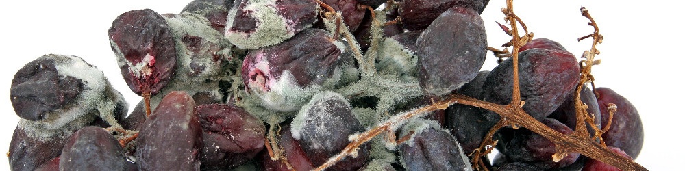 Rosinen, Schimmel, Trauben