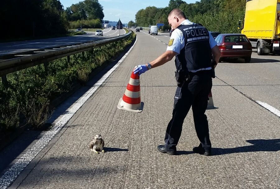 Bussard. b31a, greifvogel,