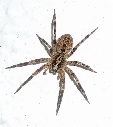 Kräuseljagdspinne, Spinne, Tarantel